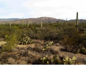 Image of a desert landscape with Cacti