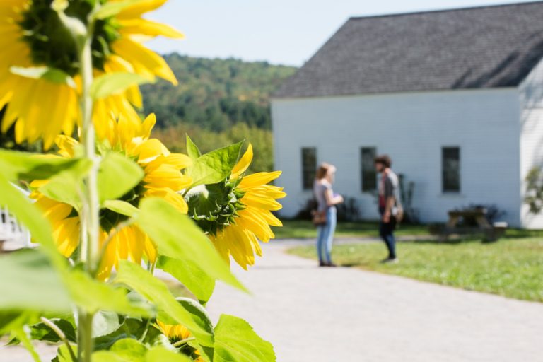 sunflowers