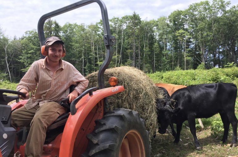 Cedar Tassel sits on a tractor pulling hay bales with cows following