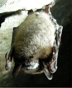 A bat with white nose syndrome
