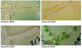 Comparison photo of different yeast strains